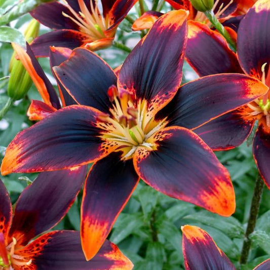 Asiatic Lily 'Forever Susan'
