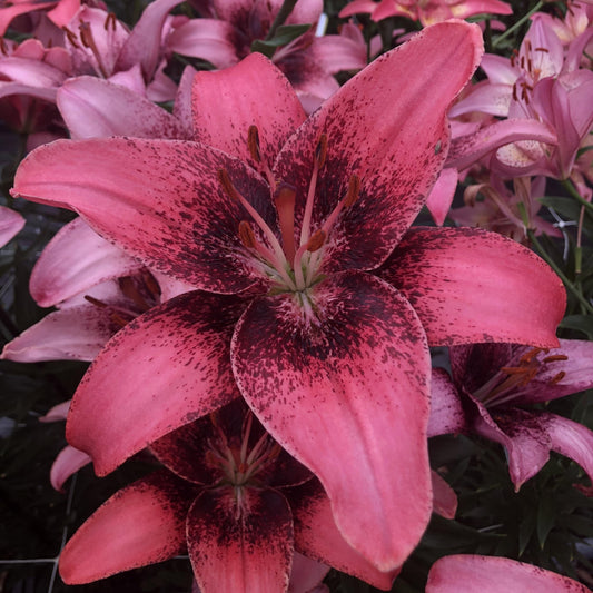 Asiatic Lily 'Purple Dream'
