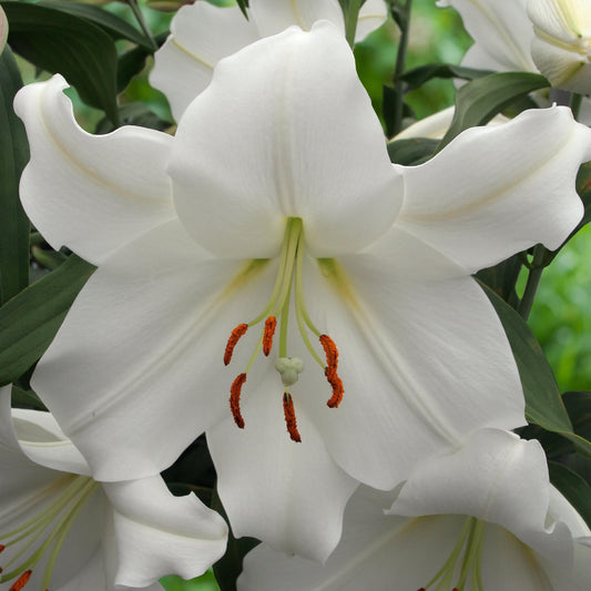 Oriental Lily 'Casa Blanca'