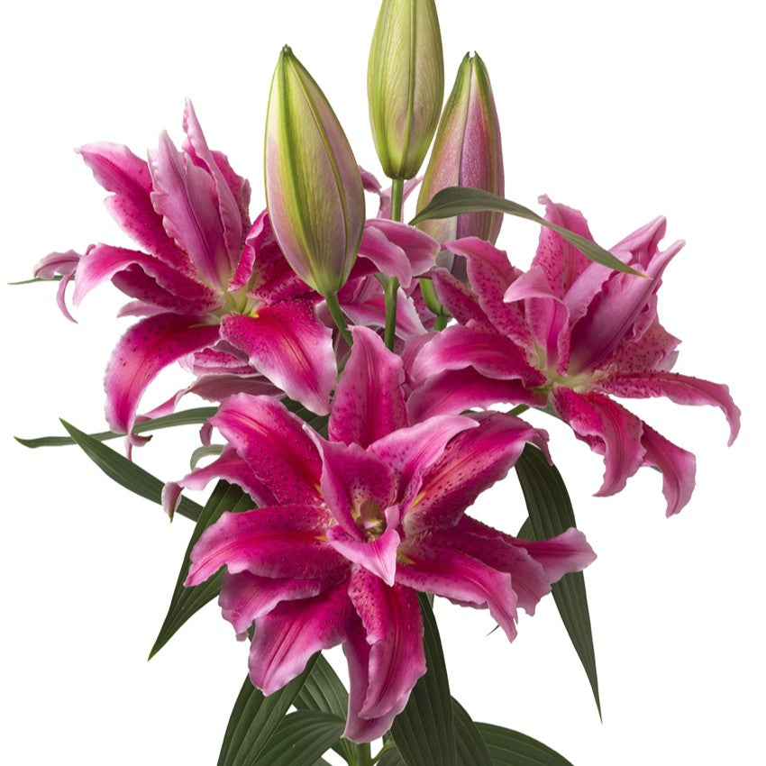 Double Oriental Lily (Roselily®) Series
