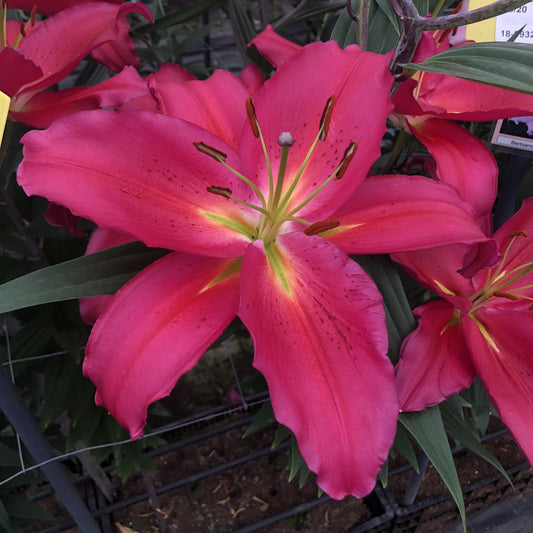 Oriental Lily ‘Tarrango’