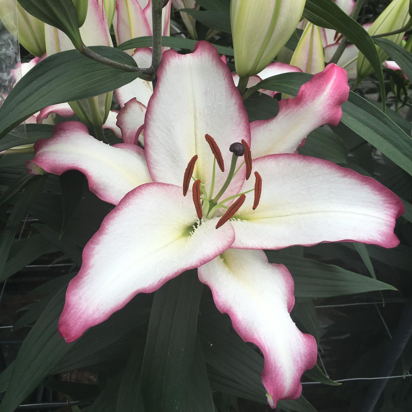 Oriental Lily ‘The Edge’