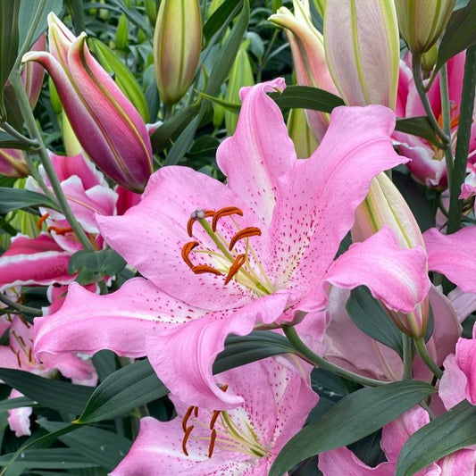 Oriental Lily 'Josephine'