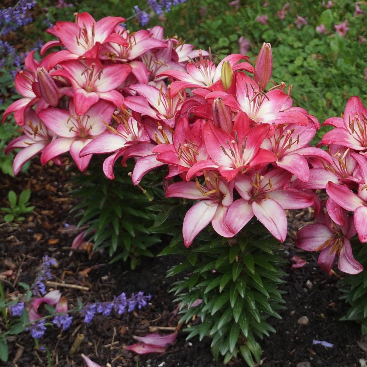 Asiatic Lily 'Tiny' Series