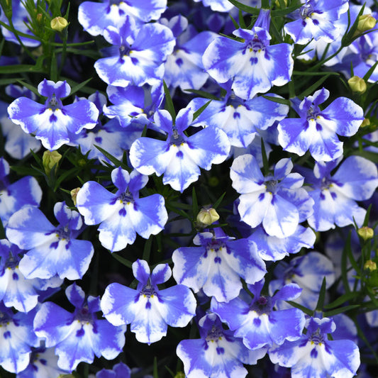 Lobelia 'Magadi™'