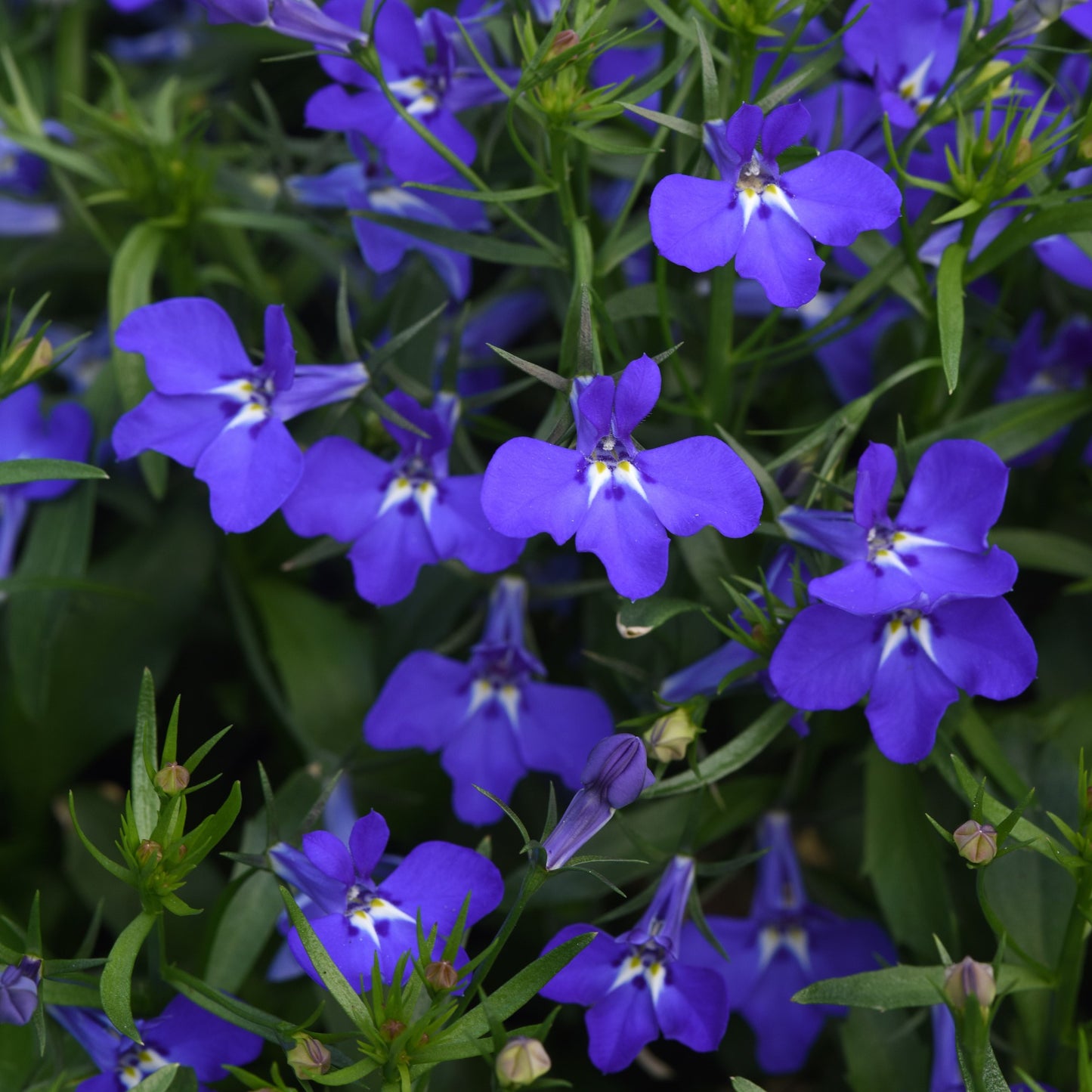 Lobelia 'Magadi™'