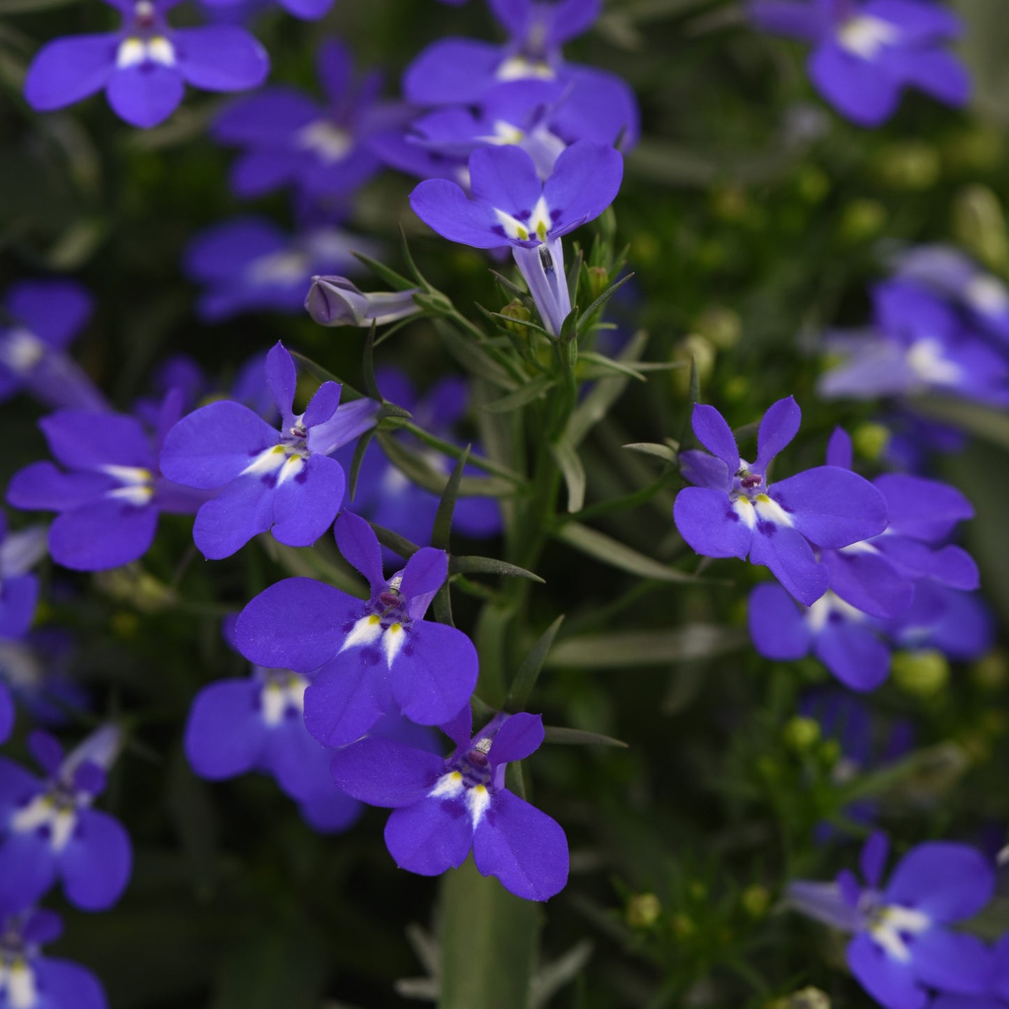 Lobelia 'Magadi™'