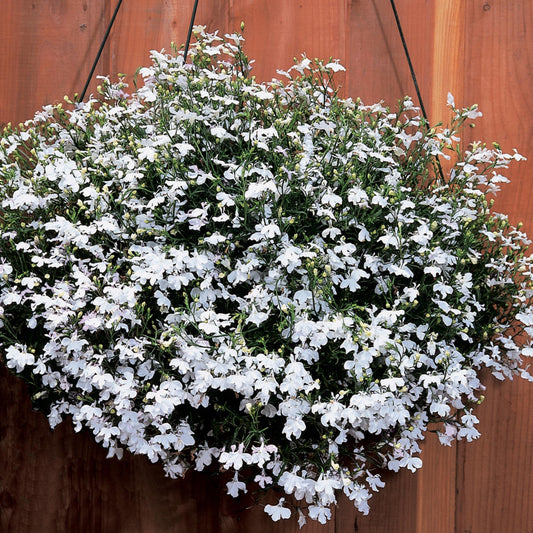 Lobelia 'Regatta'