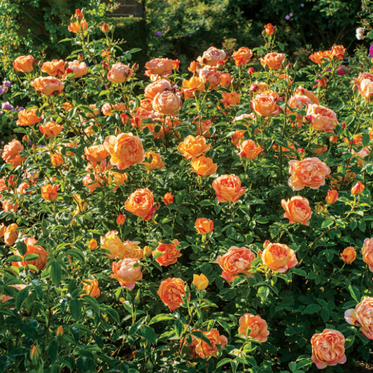Rose 'Lady of Shalott'
