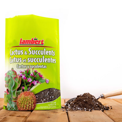 Cactus and Succulent Mix