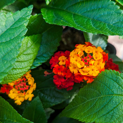 Lantana 'Bloomify™'