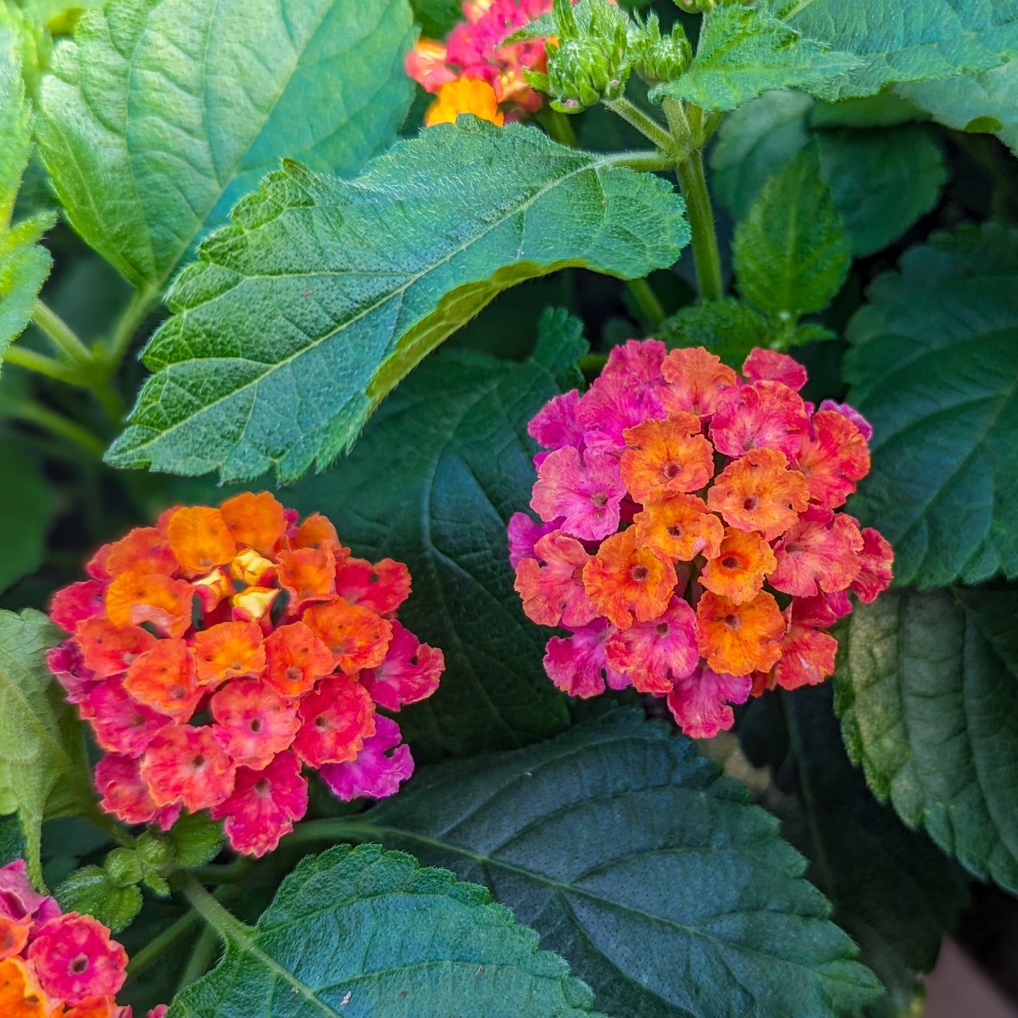 Lantana 'Lucky™'