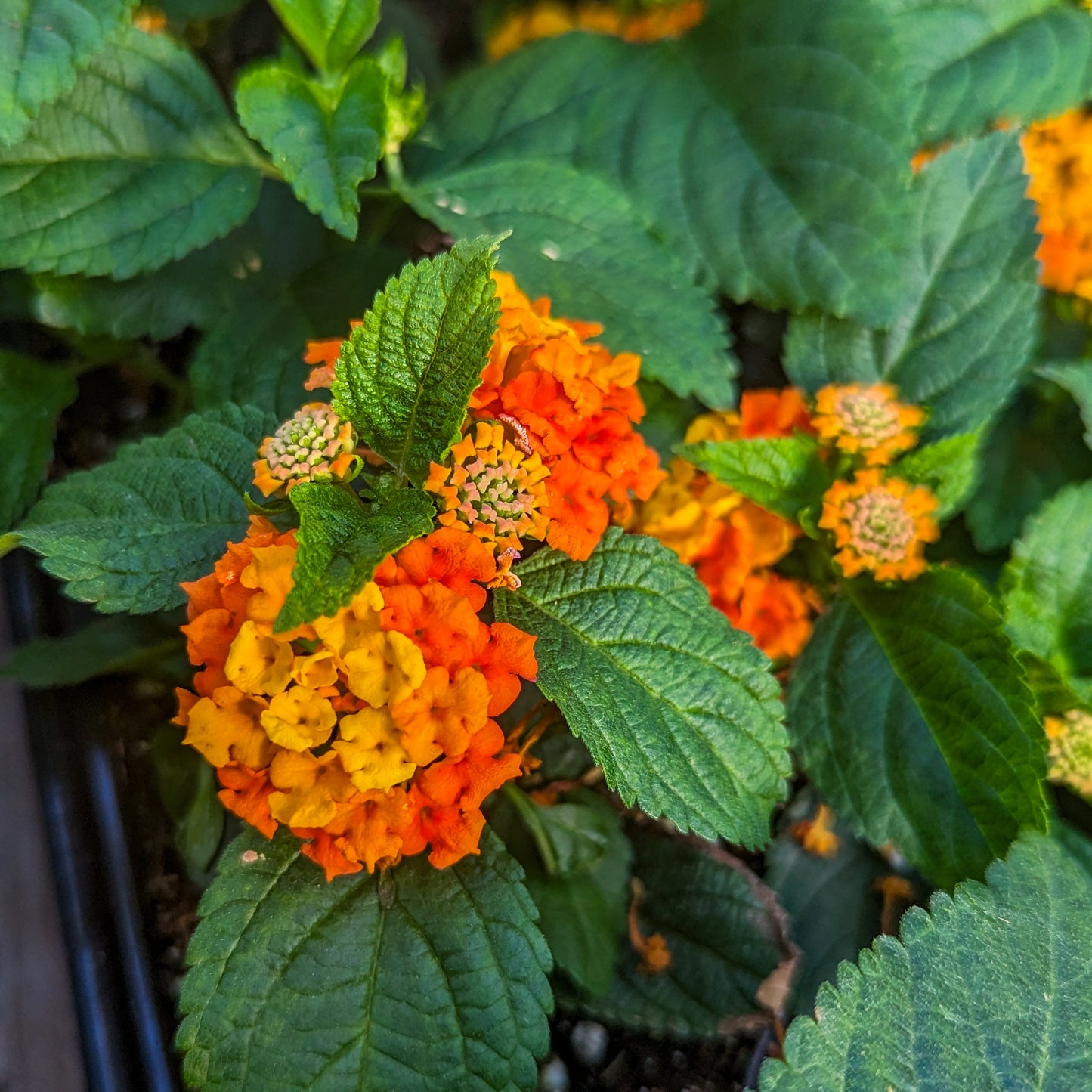 Lantana 'Lucky™'