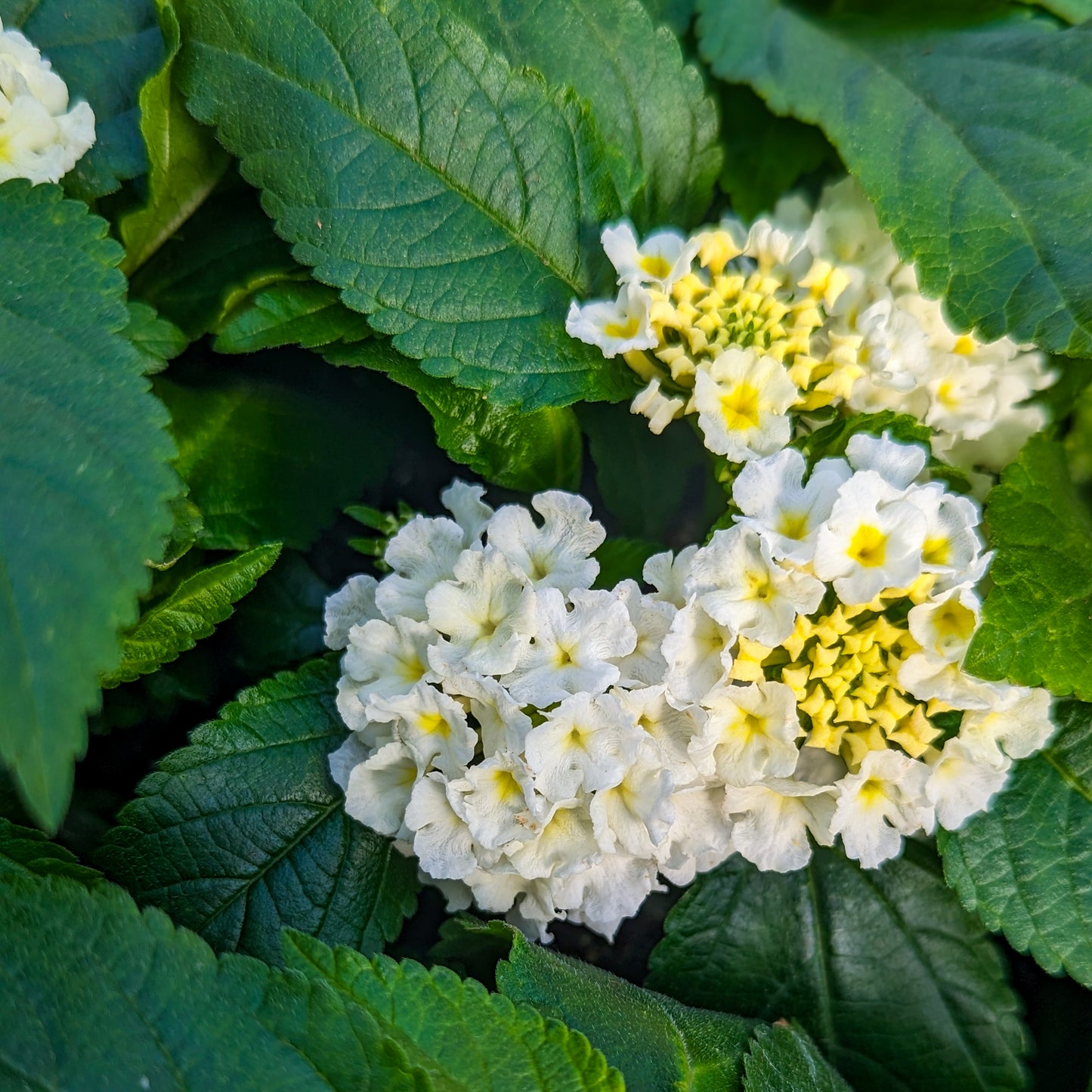 Lantana 'Lucky™'