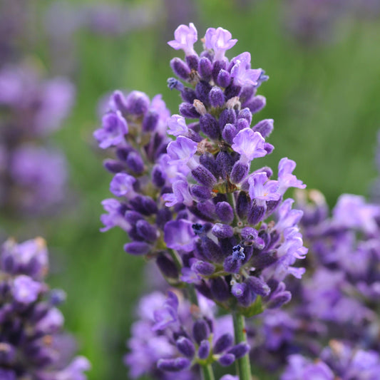 SuperBlue Lavender
