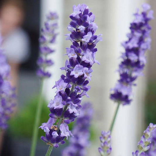 Big Time Blue Lavender