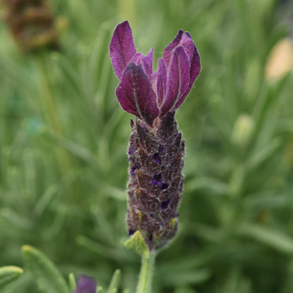 Lavender 'Primavera' Spanish
