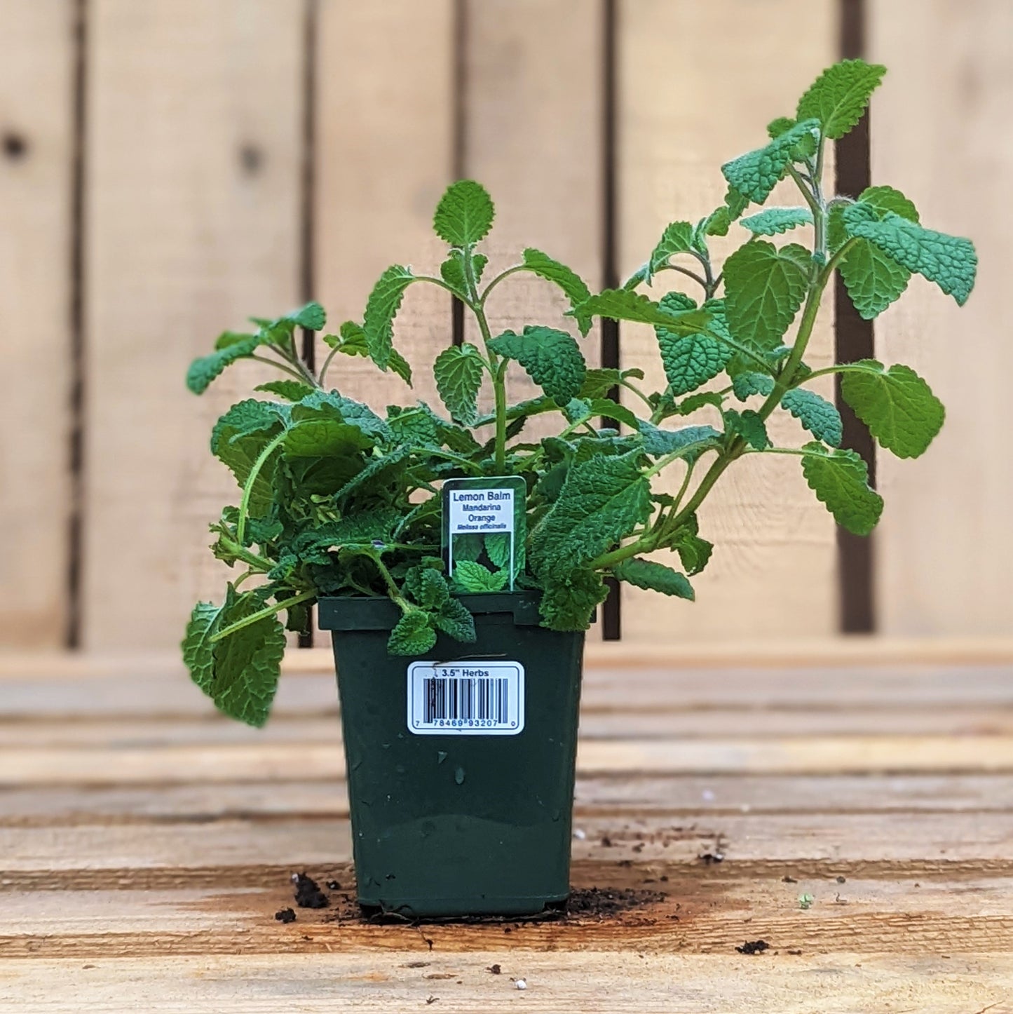 Lemon Balm 'Orange Mandarin'