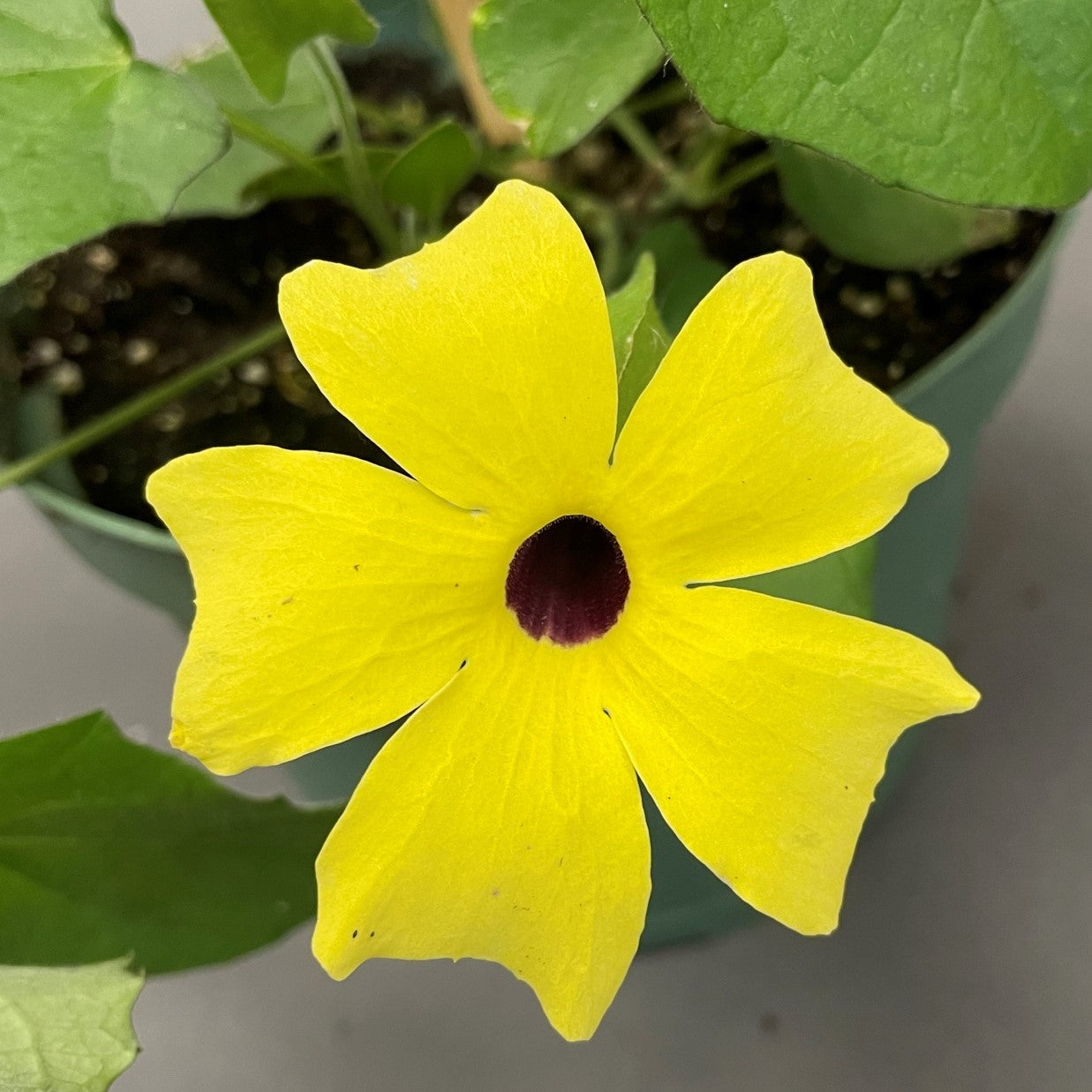 Thunbergia 'Sunny™'