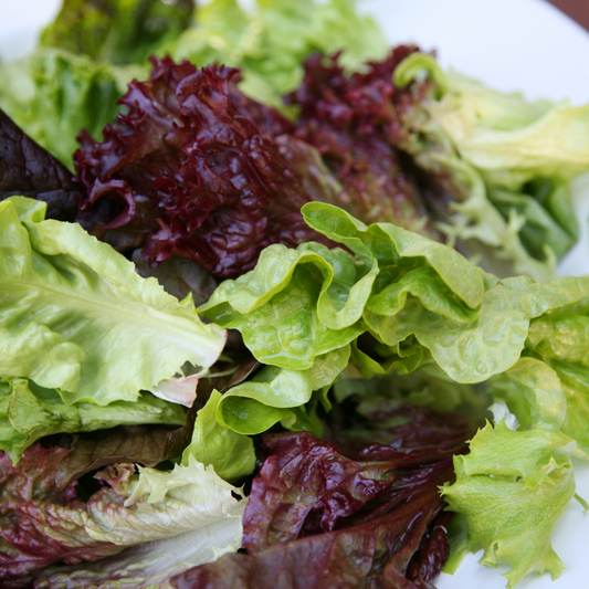 Lettuce 'Mesclun Baby Leaf Blend'