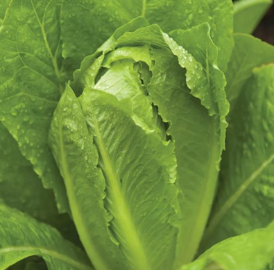 Lettuce 'Parris Island'