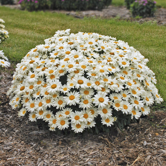 Shasta Daisy