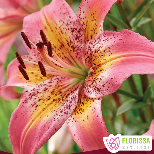 Dwarf Asiatic Lily ‘Fancy Dance’