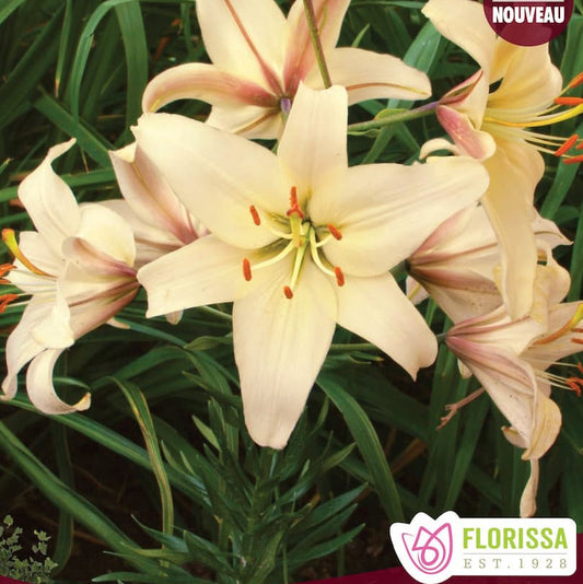 Hybrid Lily ‘Pearl Frances’