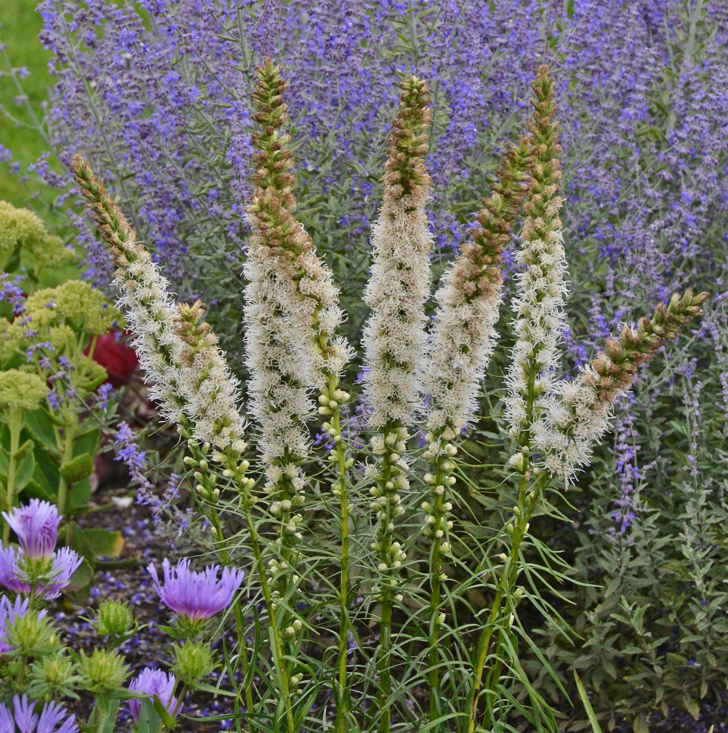 Blazing Star 'Floristan'