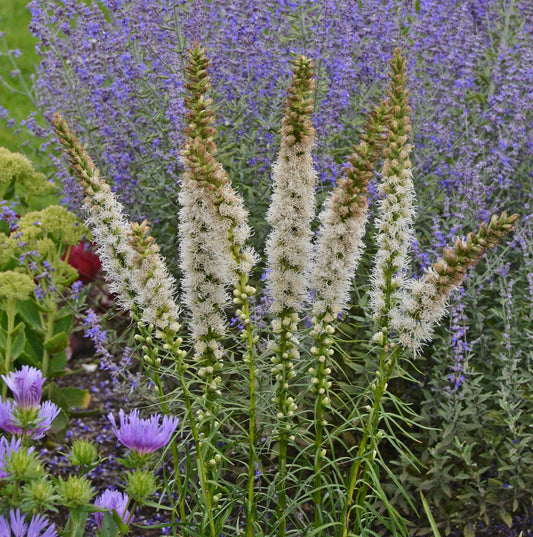 Blazing Star 'Floristan'
