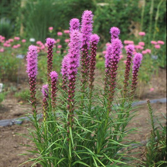 Blazing Star 'Kobold'