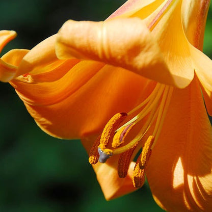 Trumpet Lily 'African Queen'