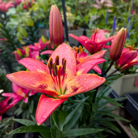 Asiatic Lily 'Tinilco'