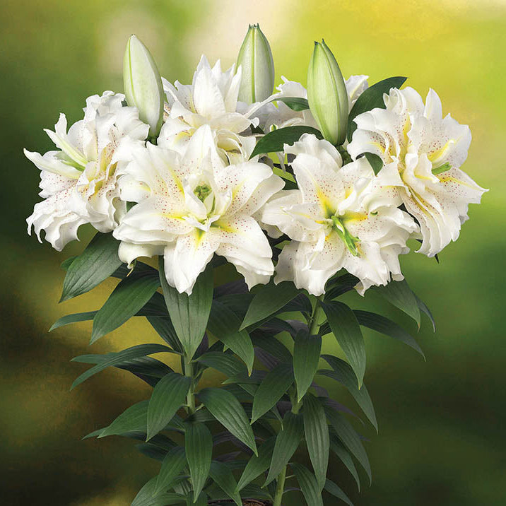 Double Oriental Lily (Roselily®) Series