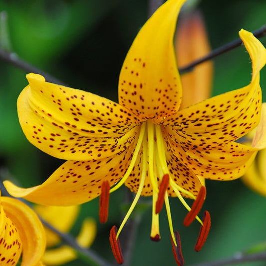 Tiger Lily