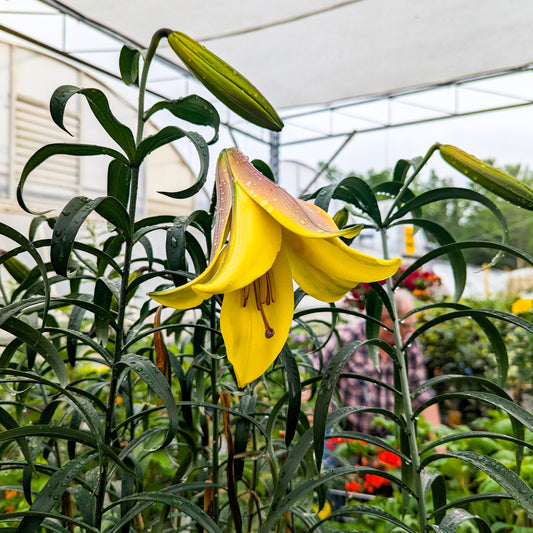 Trumpet Lily 'Golden Splendour'