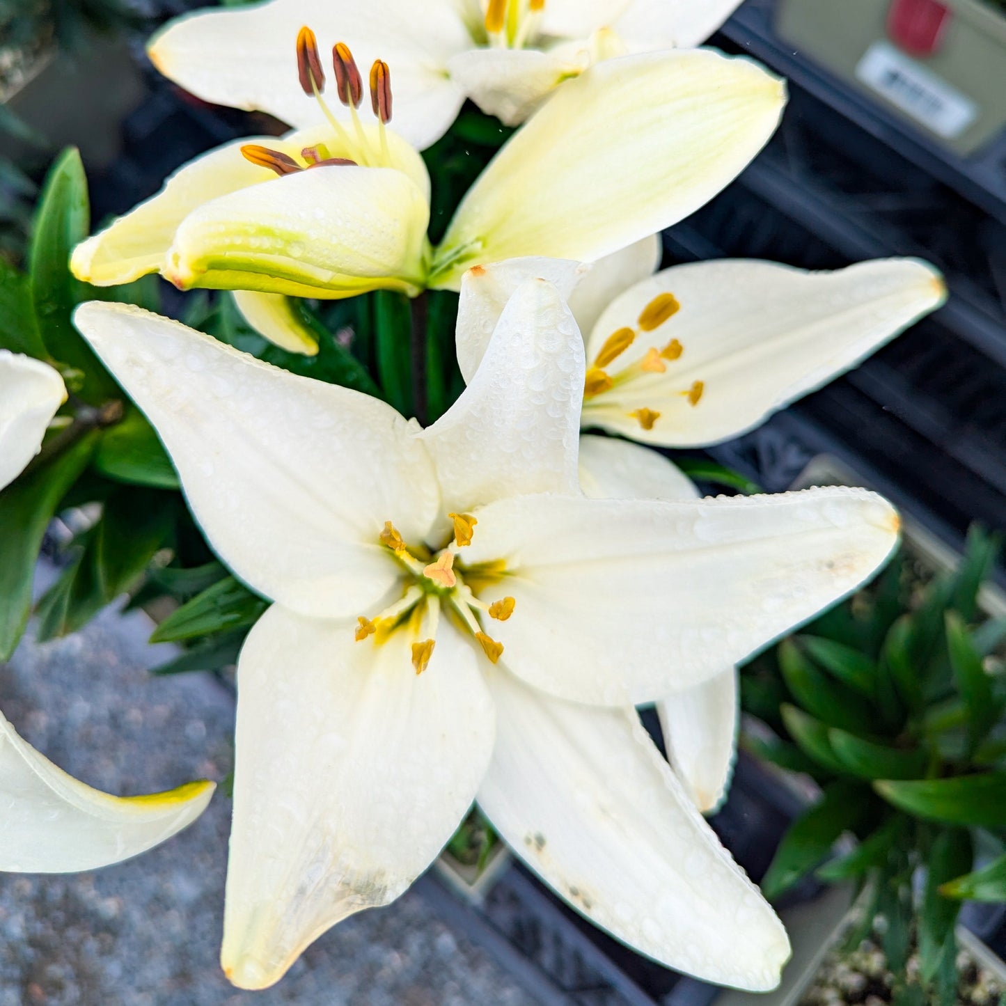Asiatic Lily 'Tiny' Series