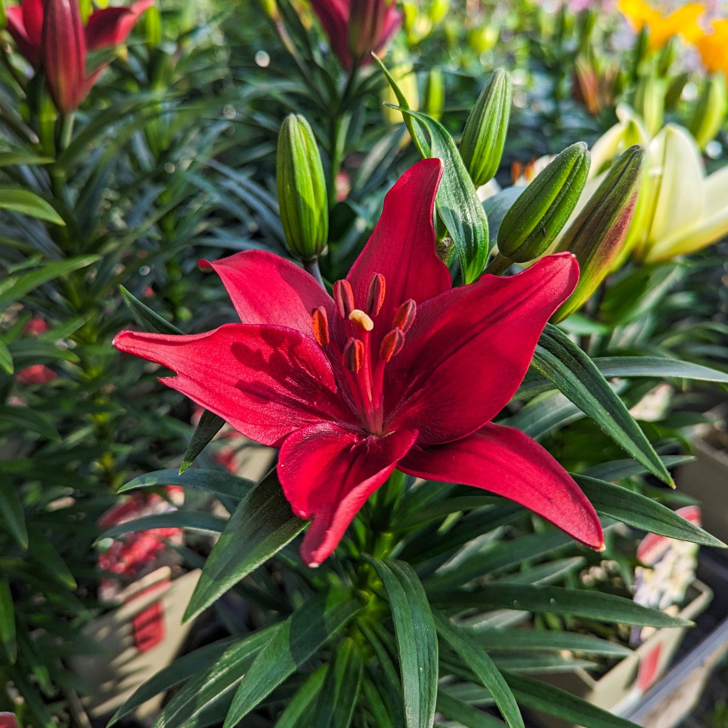 Asiatic Lily 'Tiny' Series