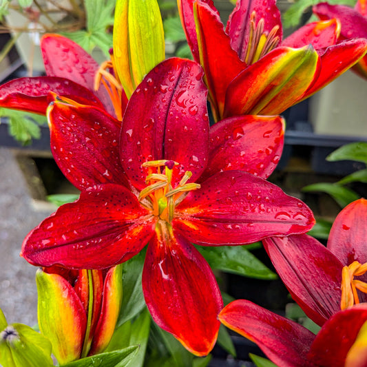 Asiatic Lily 'Tiny' Series