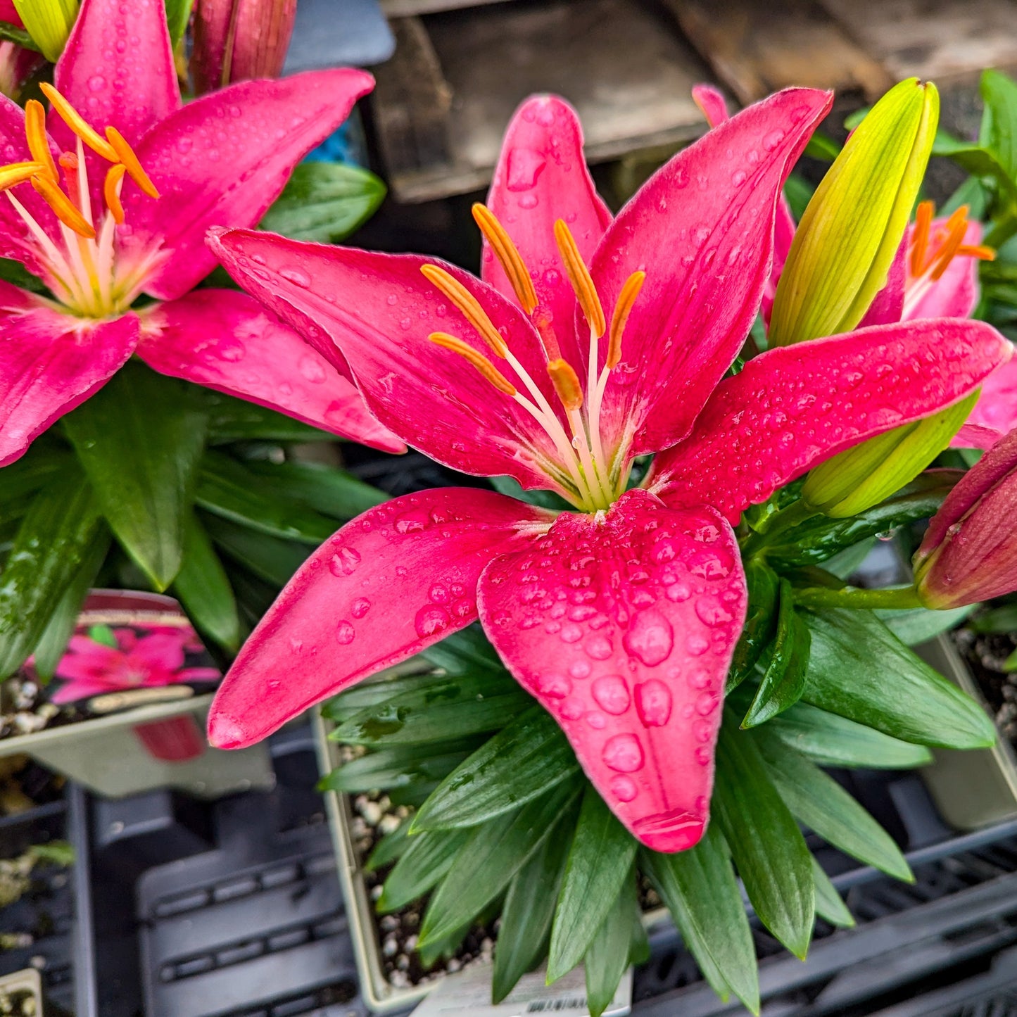 Asiatic Lily 'Tiny' Series