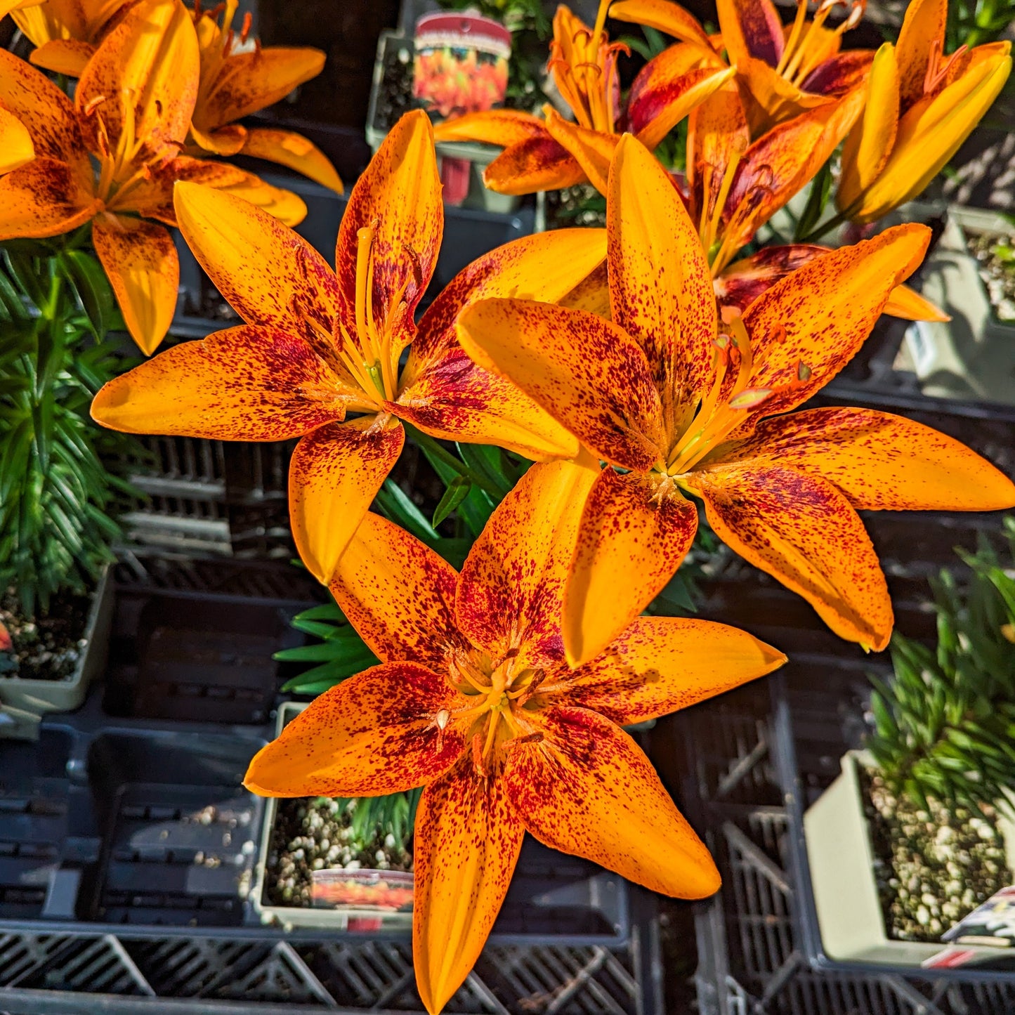 Asiatic Lily 'Tiny' Series
