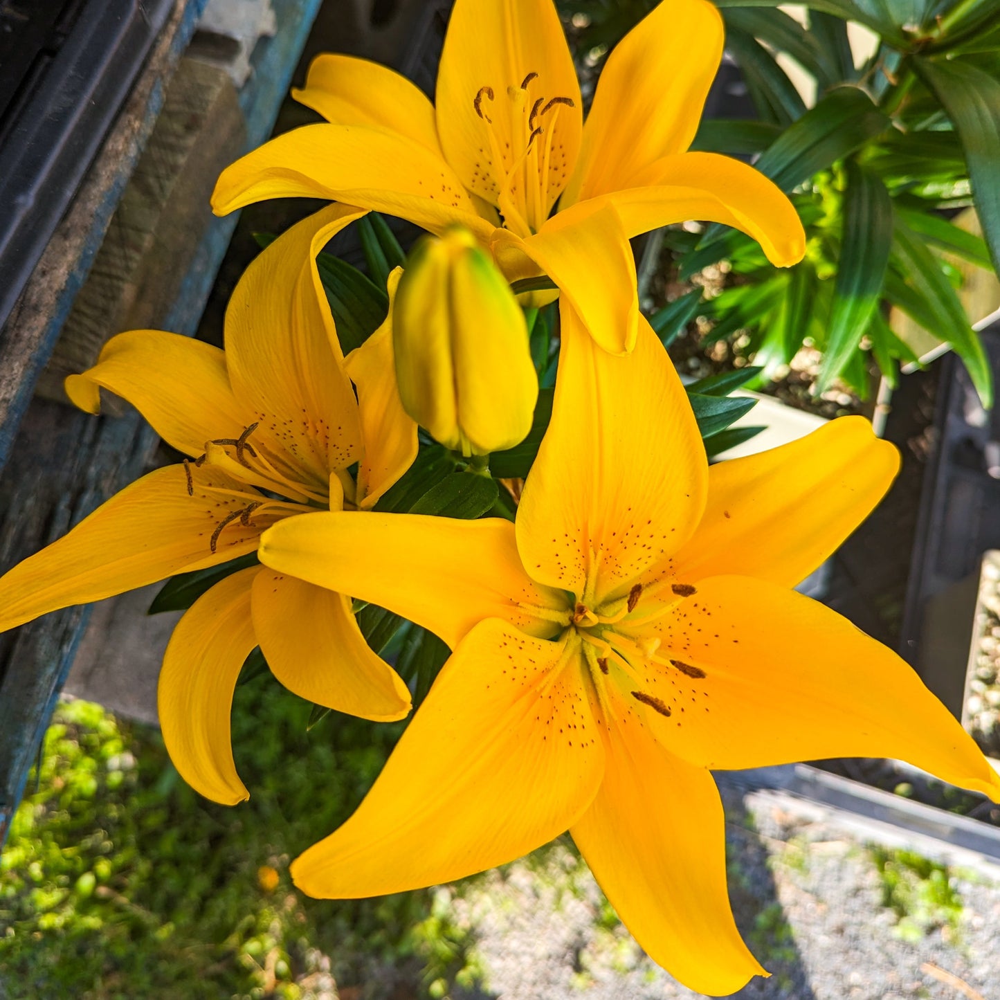 Asiatic Lily 'Tiny' Series