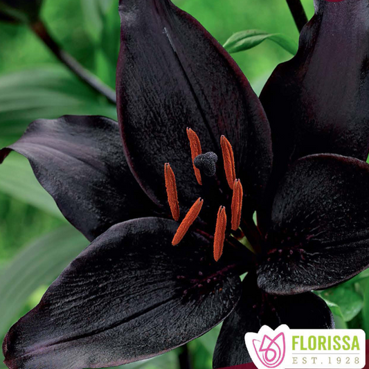 Asiatic Lily 'Secret Kiss'