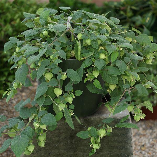 Ground Cherry