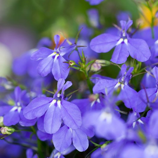 Lobelia 'Lobelix'