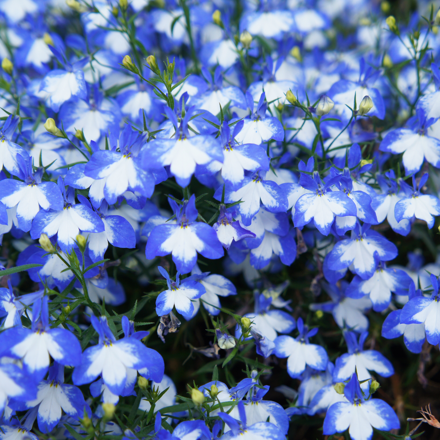 Lobelia 'Lobelix'