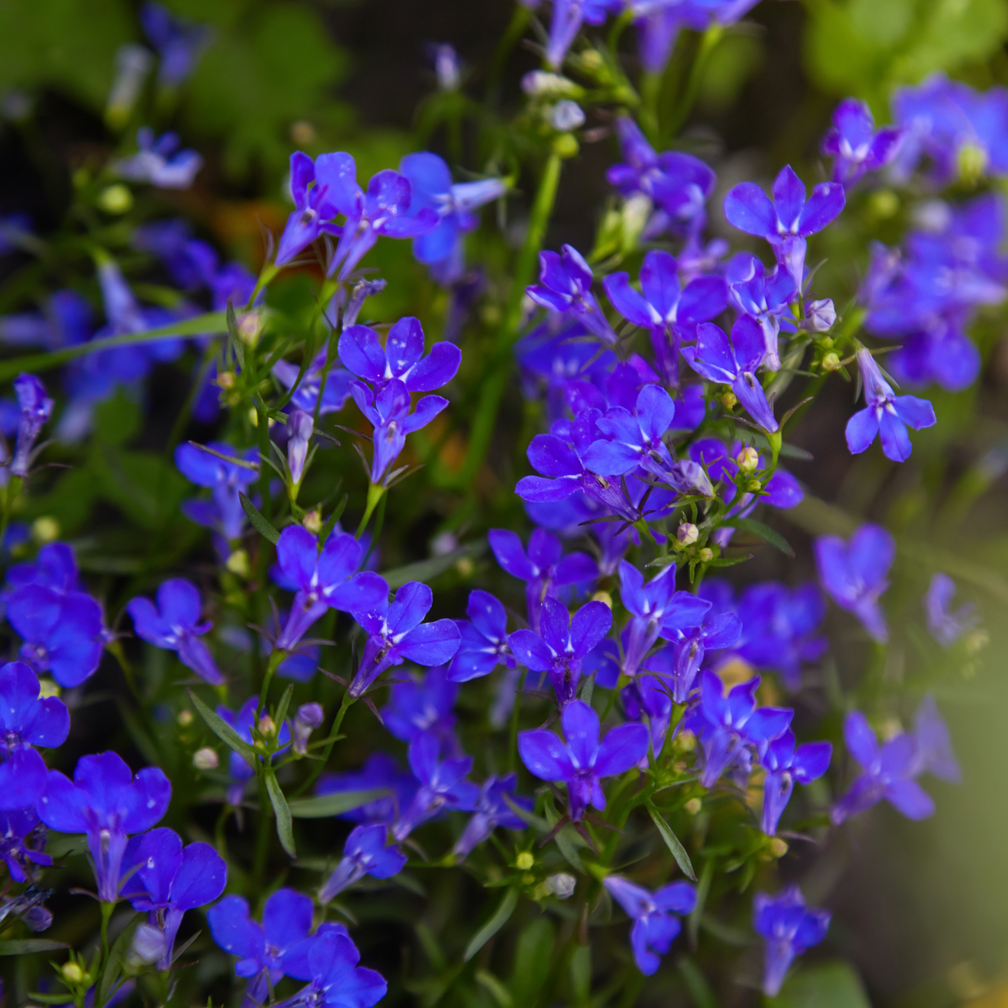 Lobelia 'Lobelix'