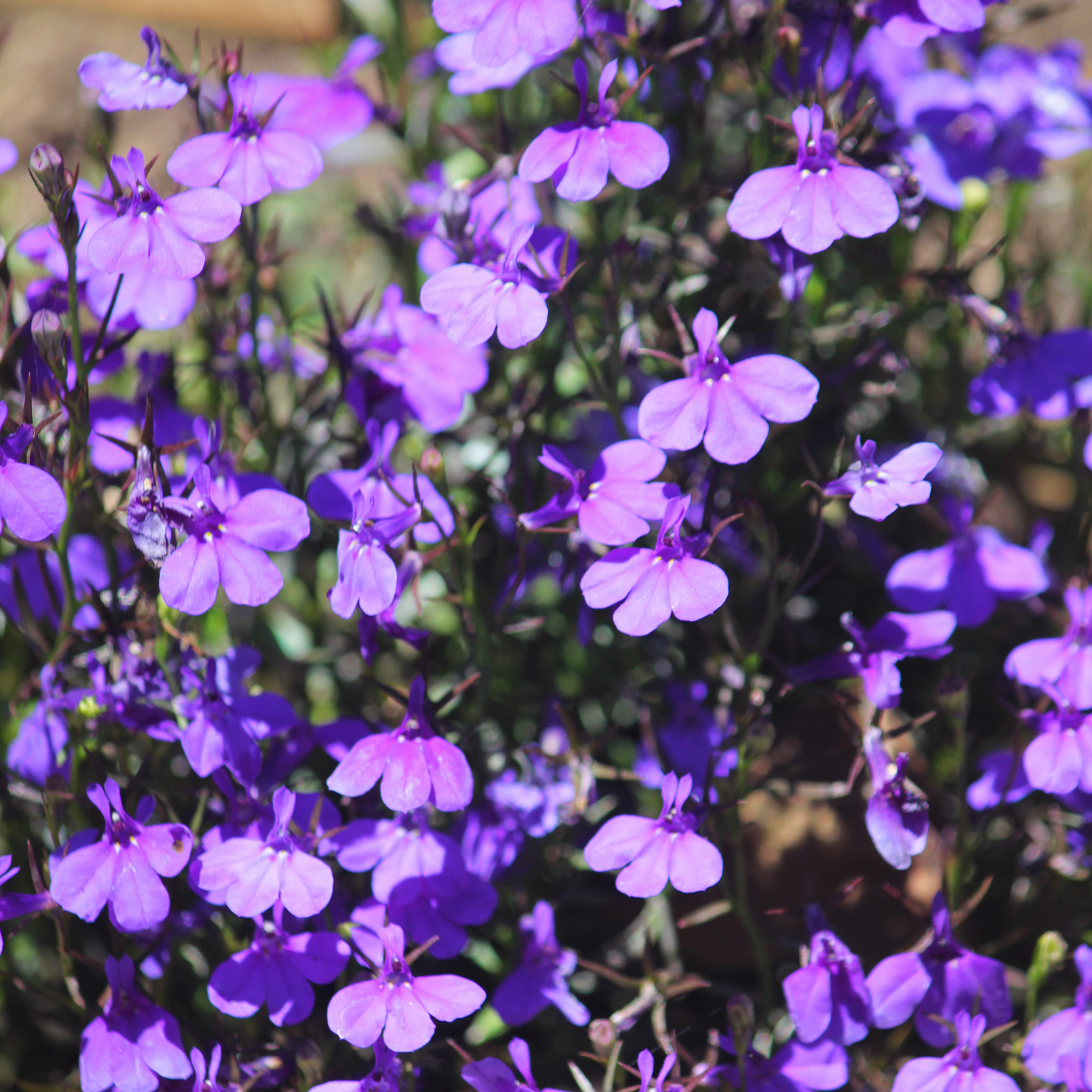 Lobelia 'Lobelix'