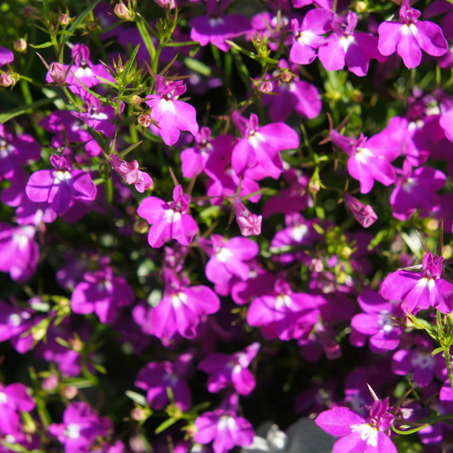 Lobelia 'Lobelix'