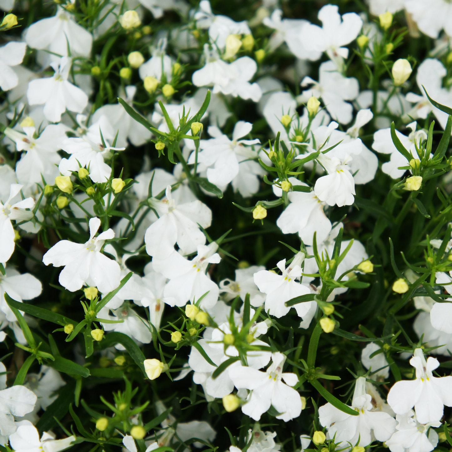 Lobelia 'Lobelix'